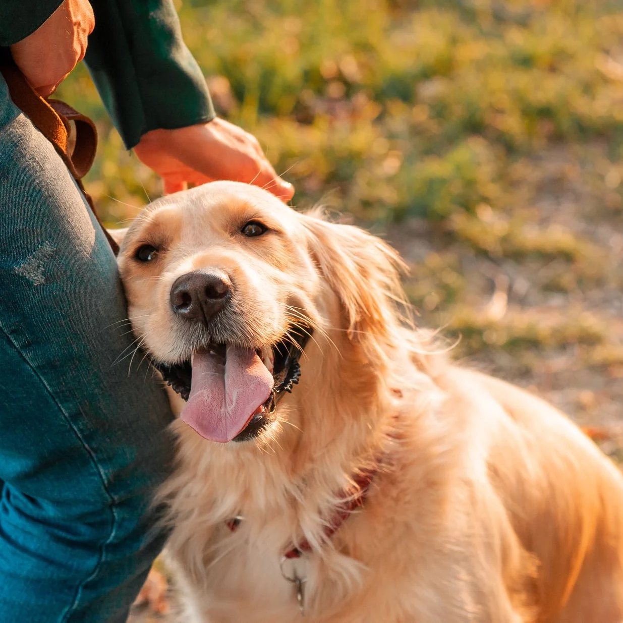 Golden Retriever with tongue out leaning against person in green jacket outdoors