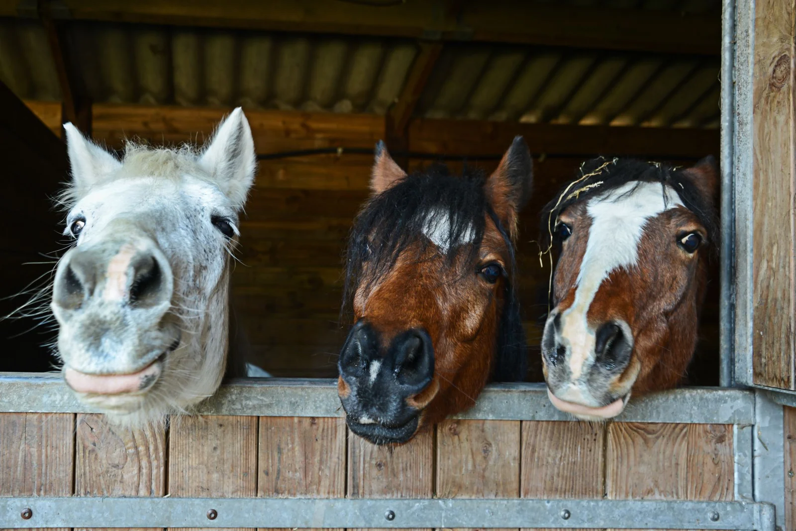 Three horses looking out from a wooden stable door