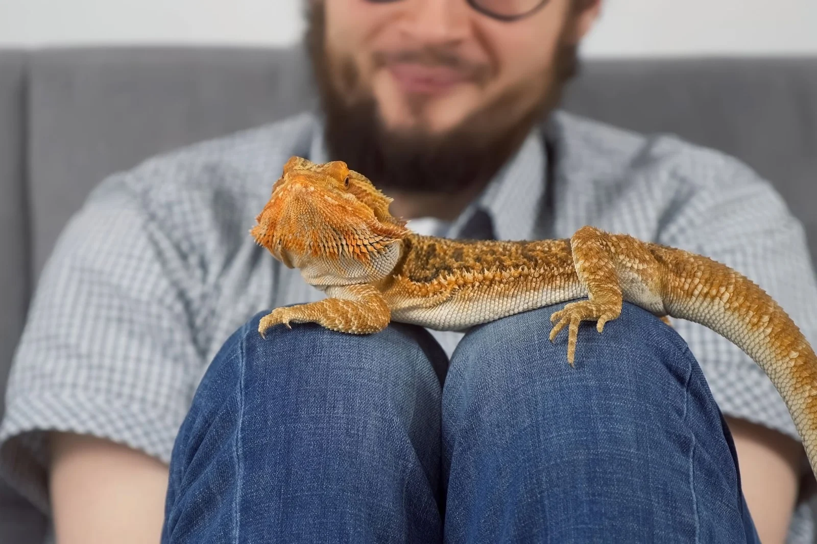 Man holding two bearded dragons on his lap indoors