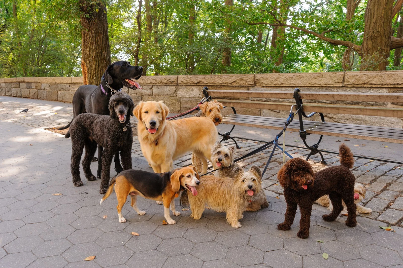 Group of nine dogs of various breeds on a paved park area with stone benches and trees