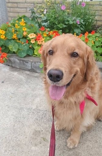 Golden Retriever with pink collar and leash sitting on concrete path with colorful flower planters behind
