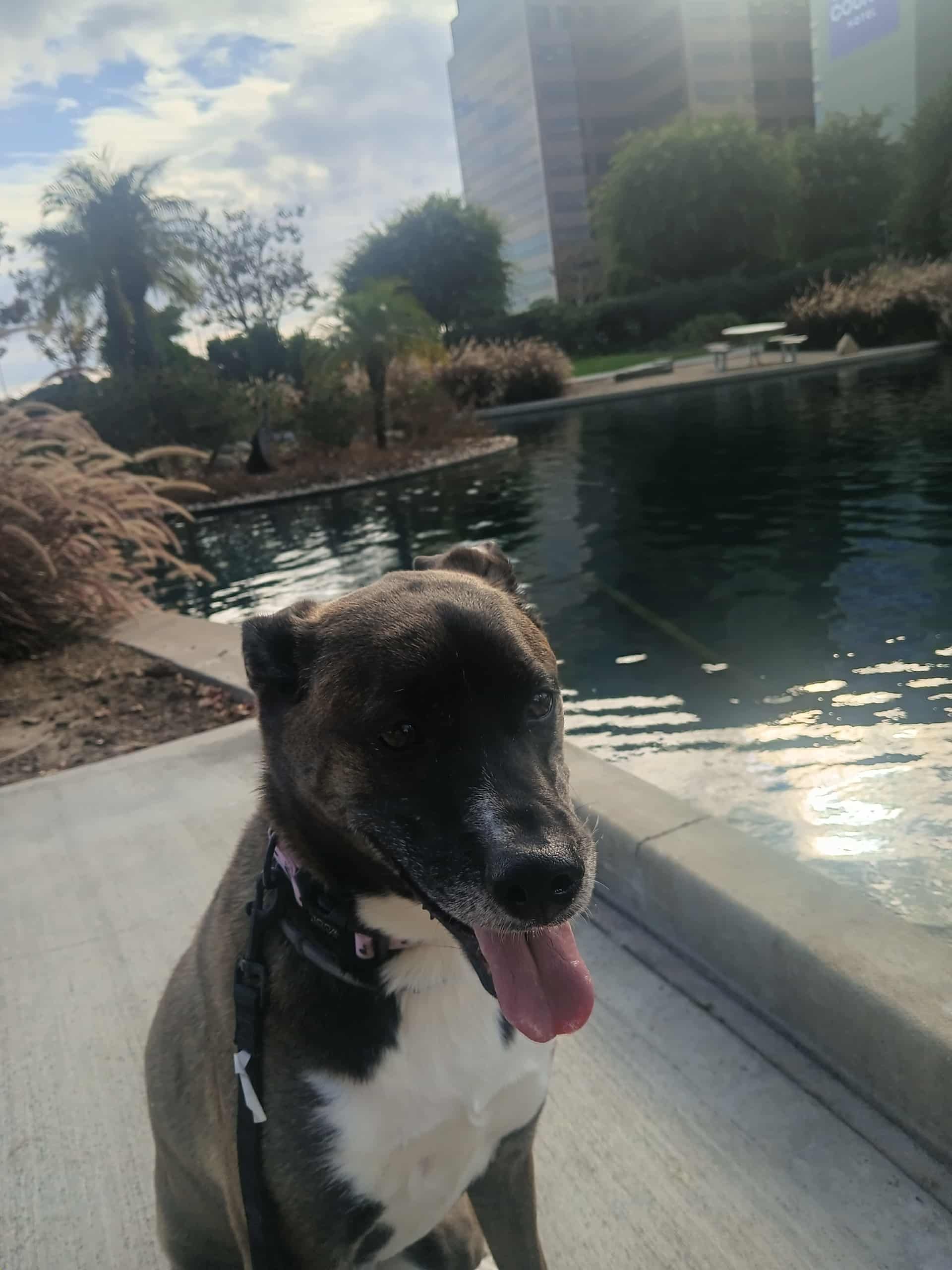 Happy dog with tongue out by urban waterfront with buildings and palm trees