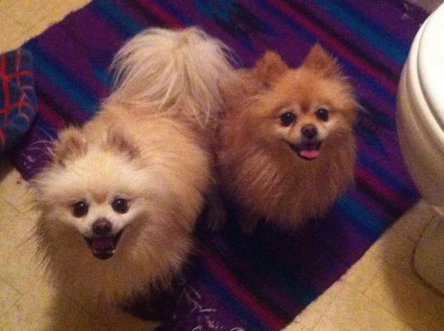 Two fluffy Pomeranians sitting on a striped purple and blue blanket
