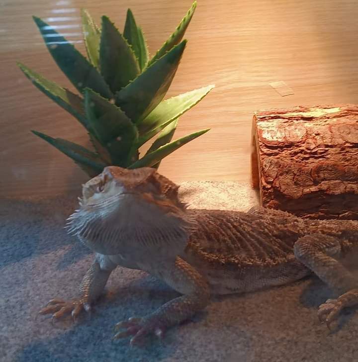 Bearded dragon wearing a small succulent plant on its head next to decorative rocks