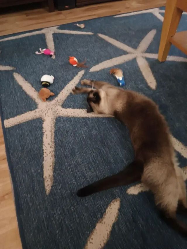 Brown dog playing with colorful toys on blue starfish-patterned rug