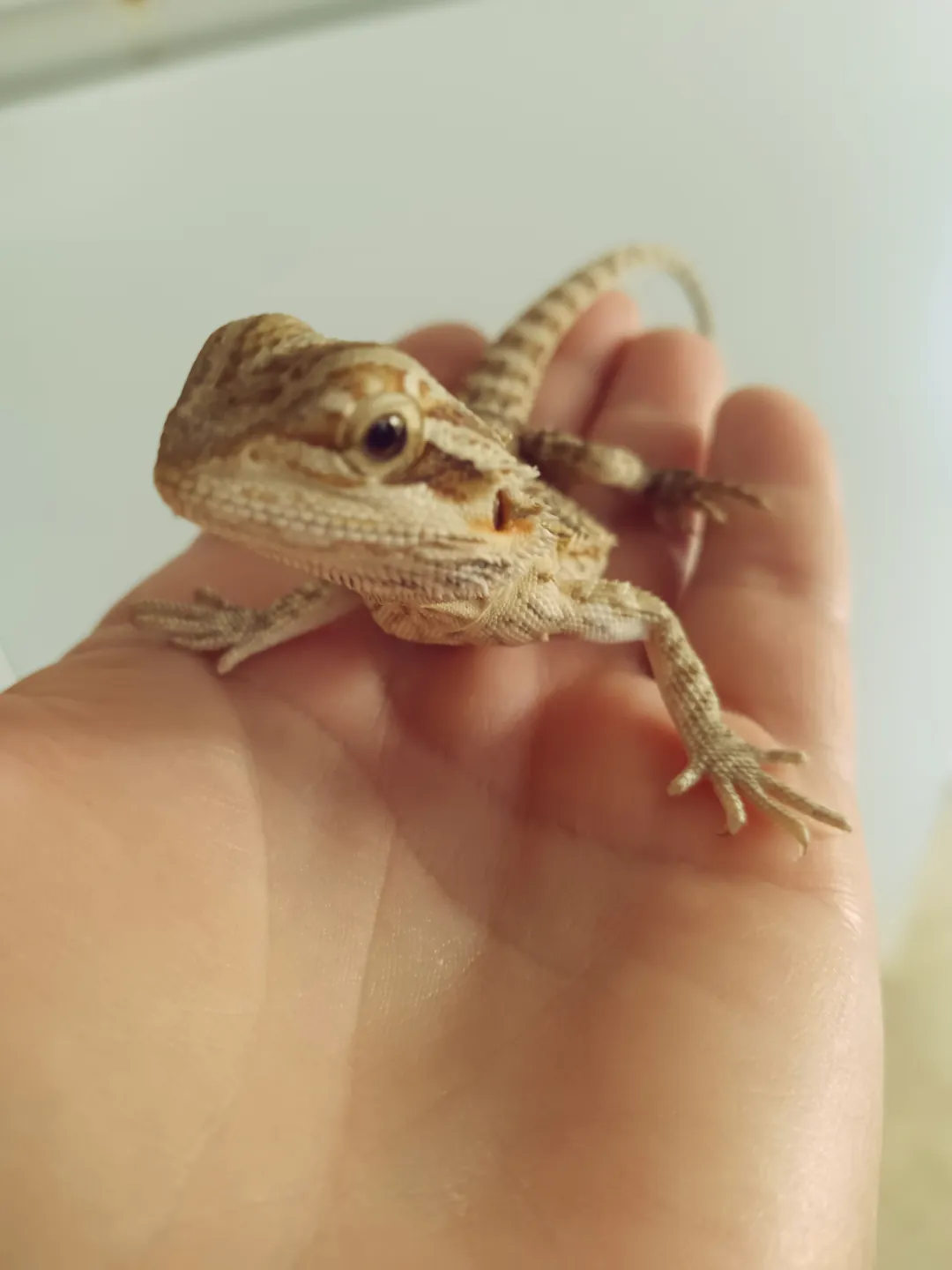 Young bearded dragon resting on a caregiver’s hand