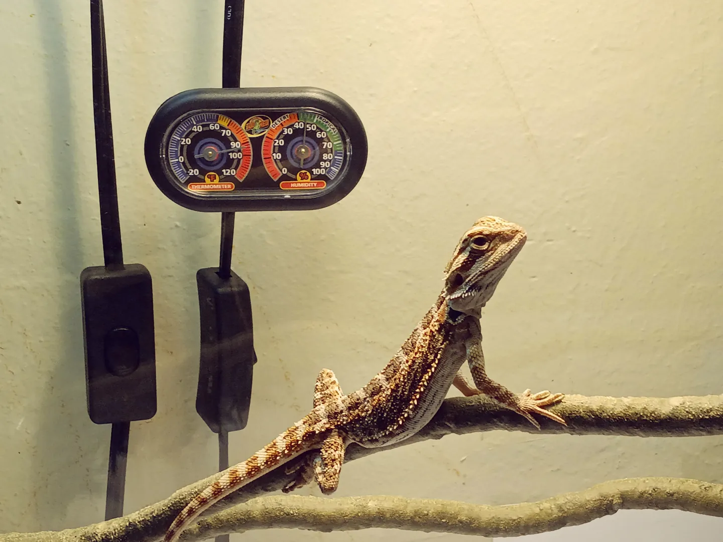 Bearded dragon perched upright on a branch in its habitat