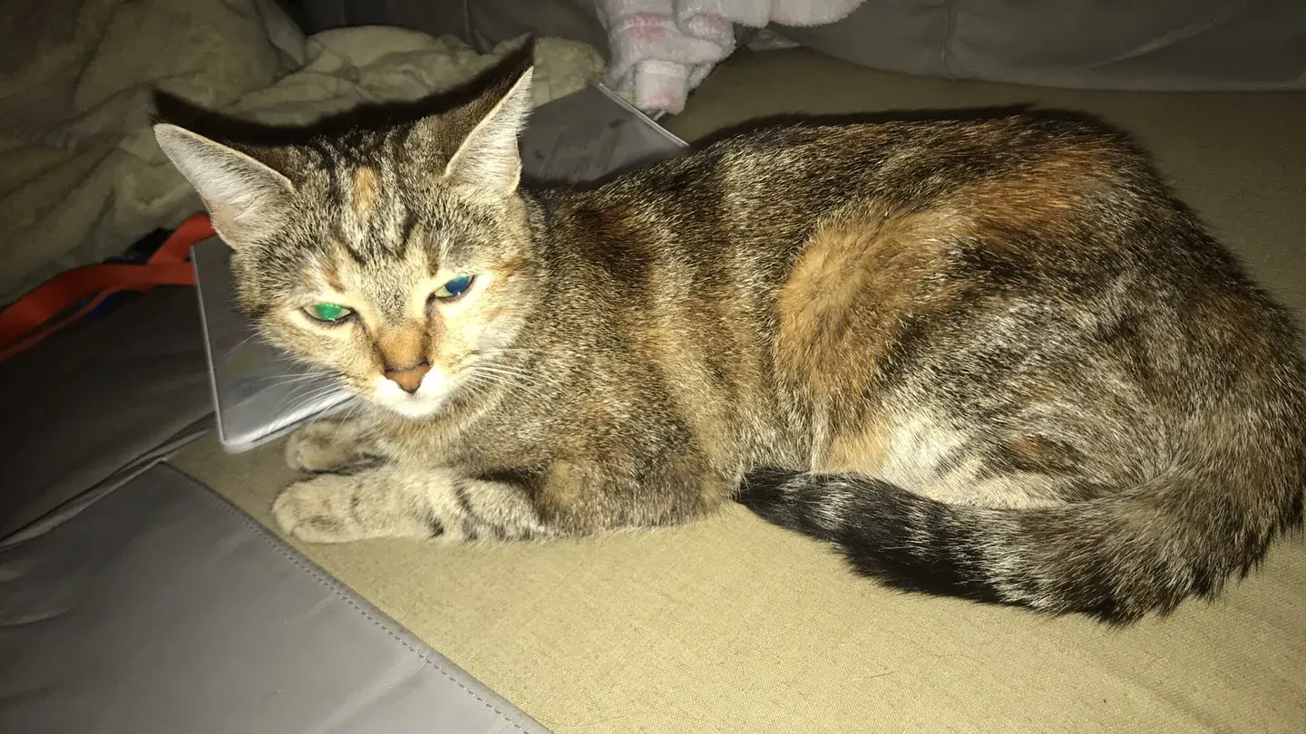 Adult tabby cat resting on a light-colored cushion