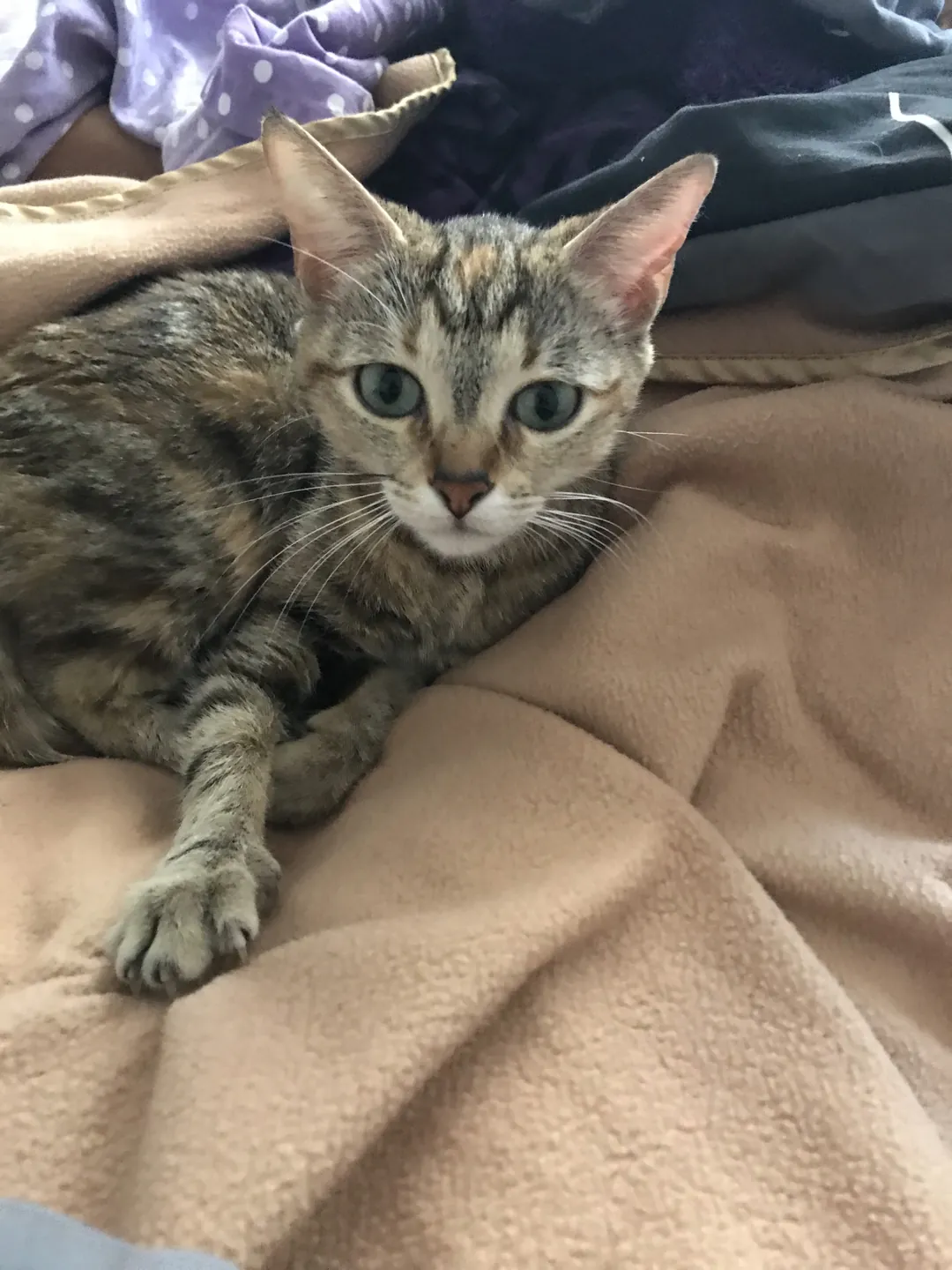 Small tabby cat looking toward the camera from a blanket