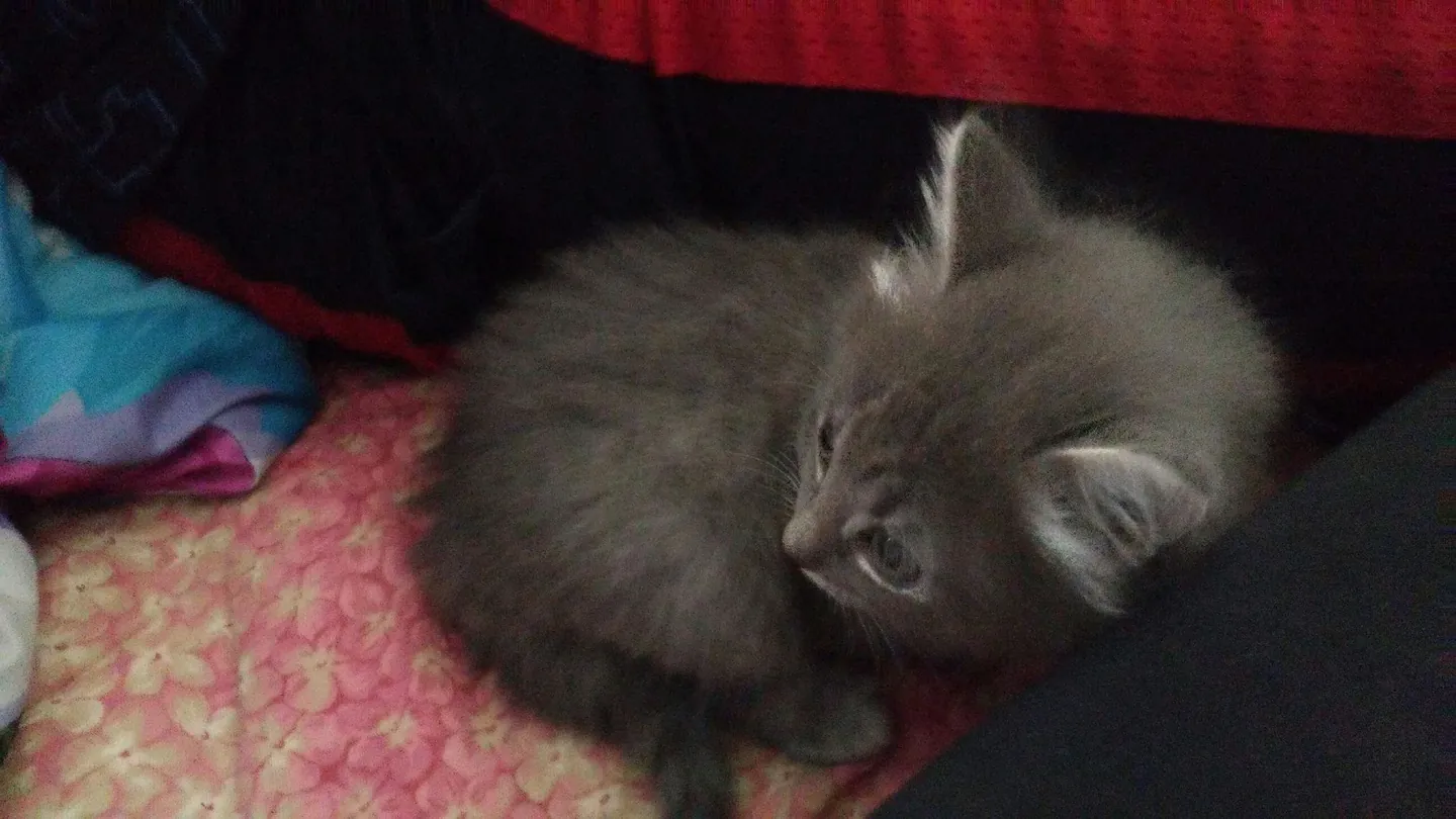 Fluffy gray kitten resting on a blanket