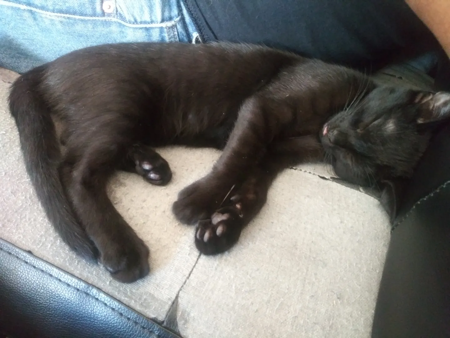 Black cat stretched out on a pale mat
