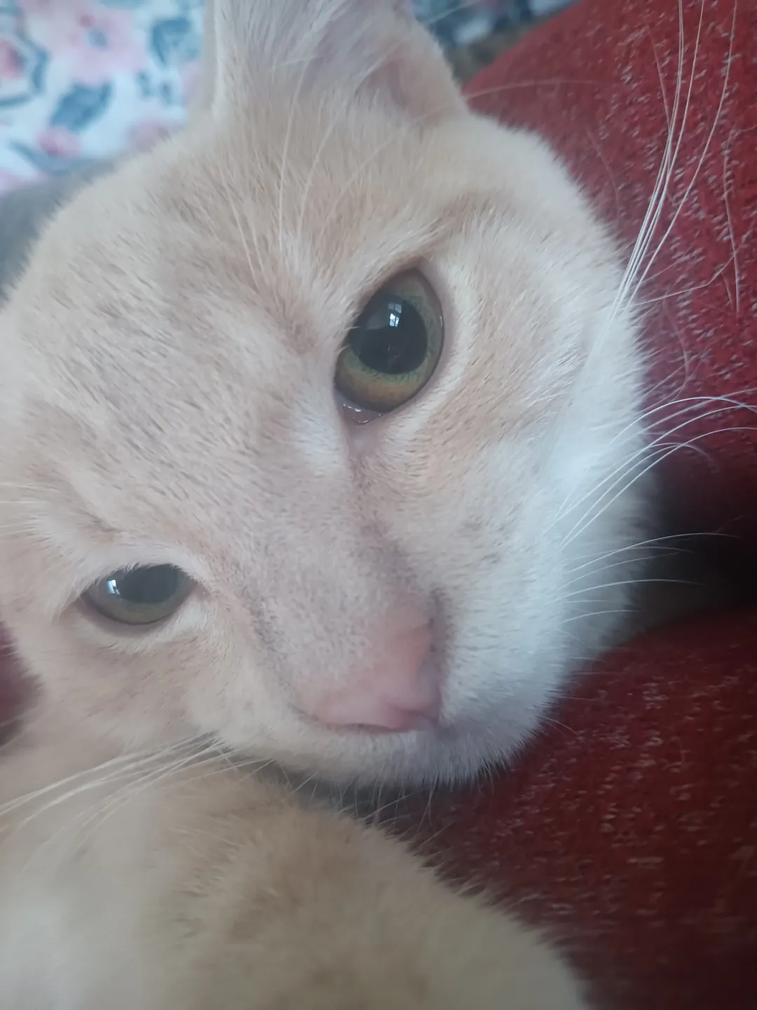 Cream-colored cat looking toward the camera