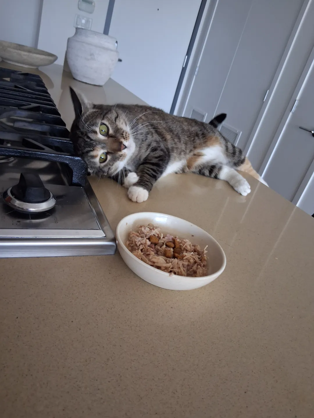 Gray-and-white tabby cat sitting beside a food bowl