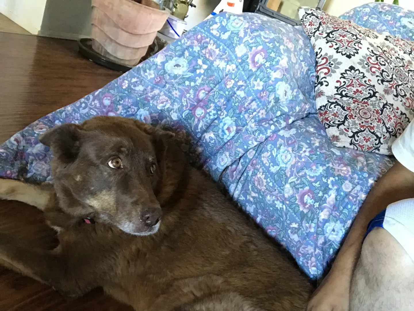 Large brown dog resting beside a colorful pillow