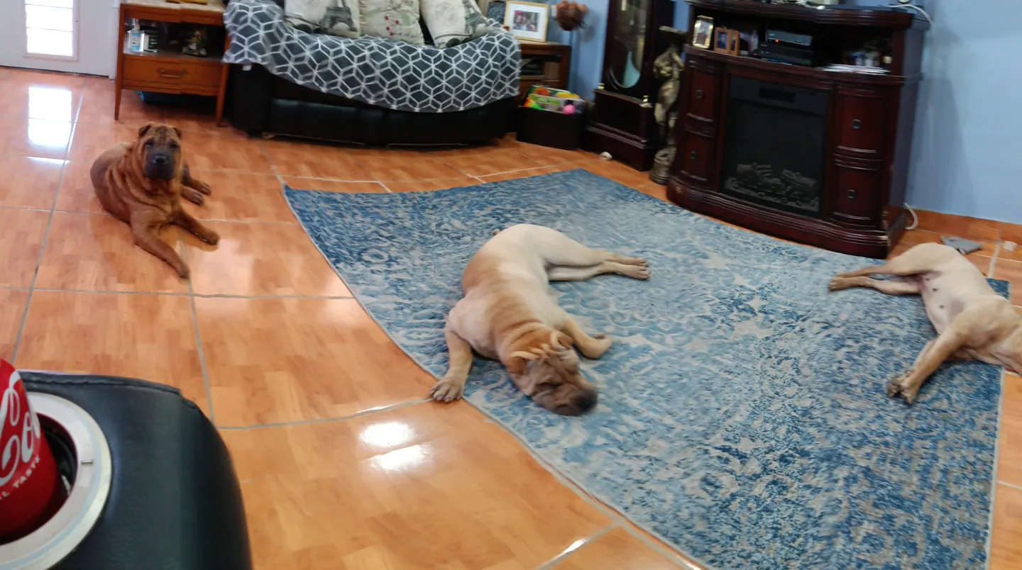 Several dogs relaxing together in a living room