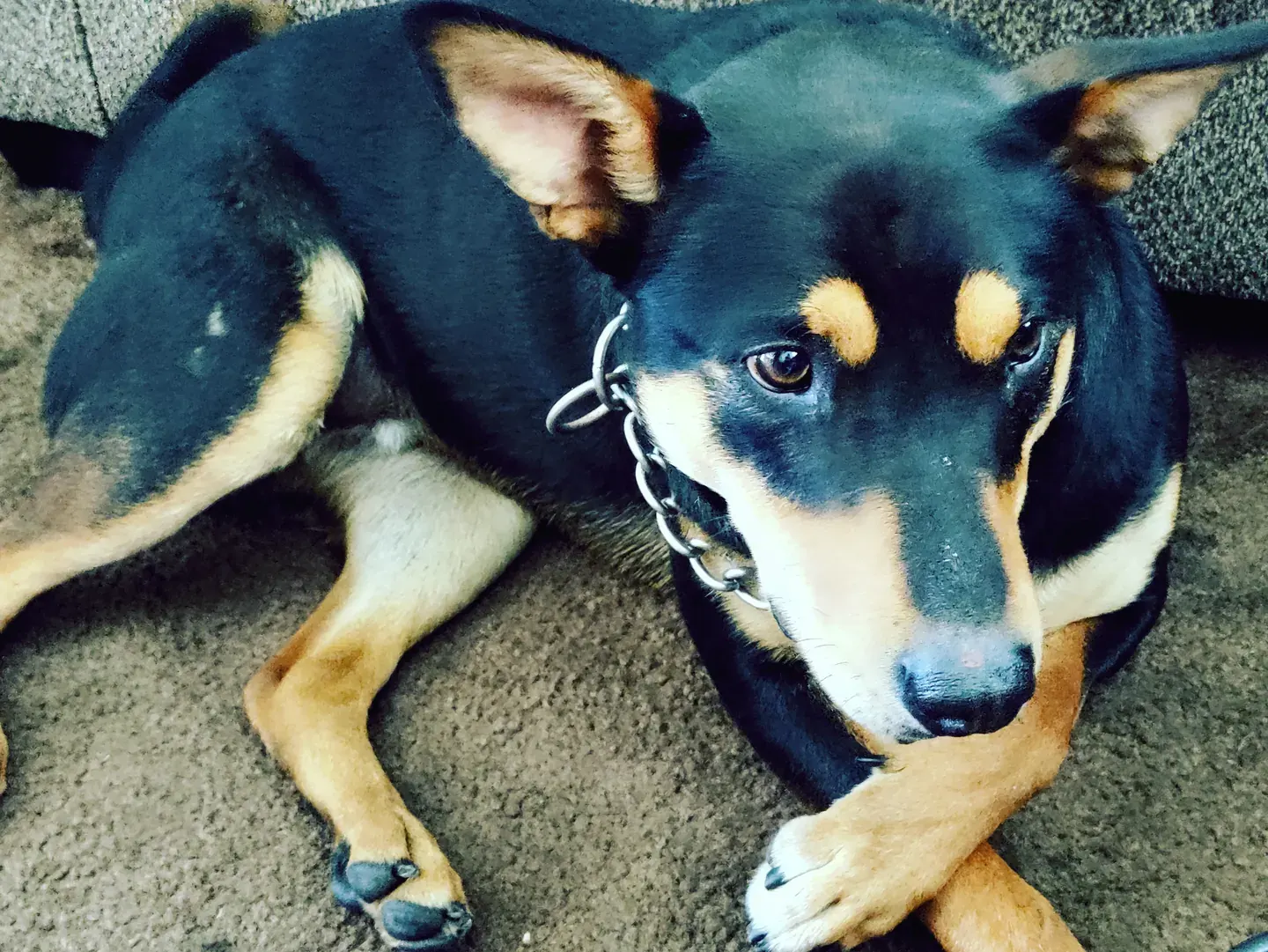 Black-and-tan dog looking toward the camera while resting