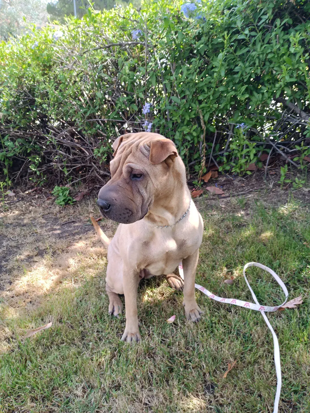 Fawn dog with a wrinkled face sitting outdoors beside shrubs