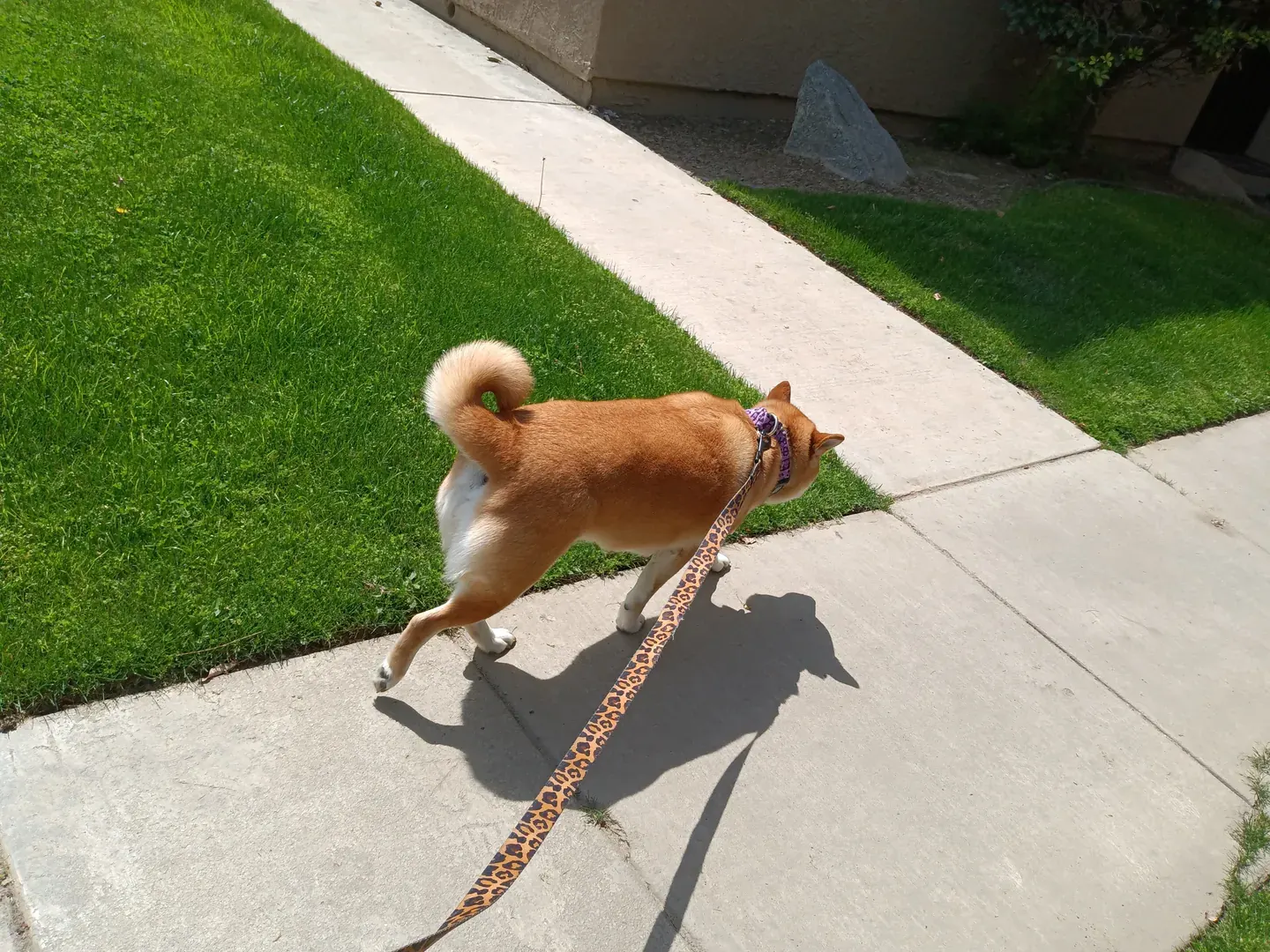 Tan dog with a curled tail walking on a leash beside a lawn