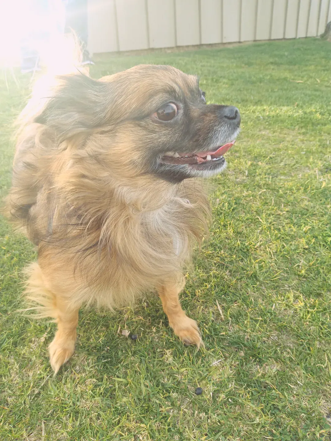 Small fluffy tan dog standing on grass