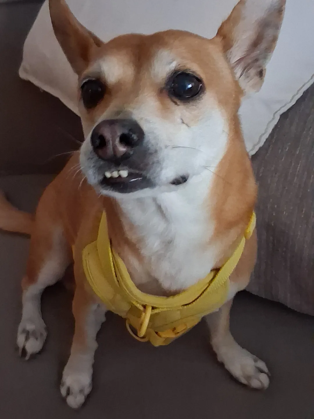 Small tan-and-white dog wearing a yellow harness