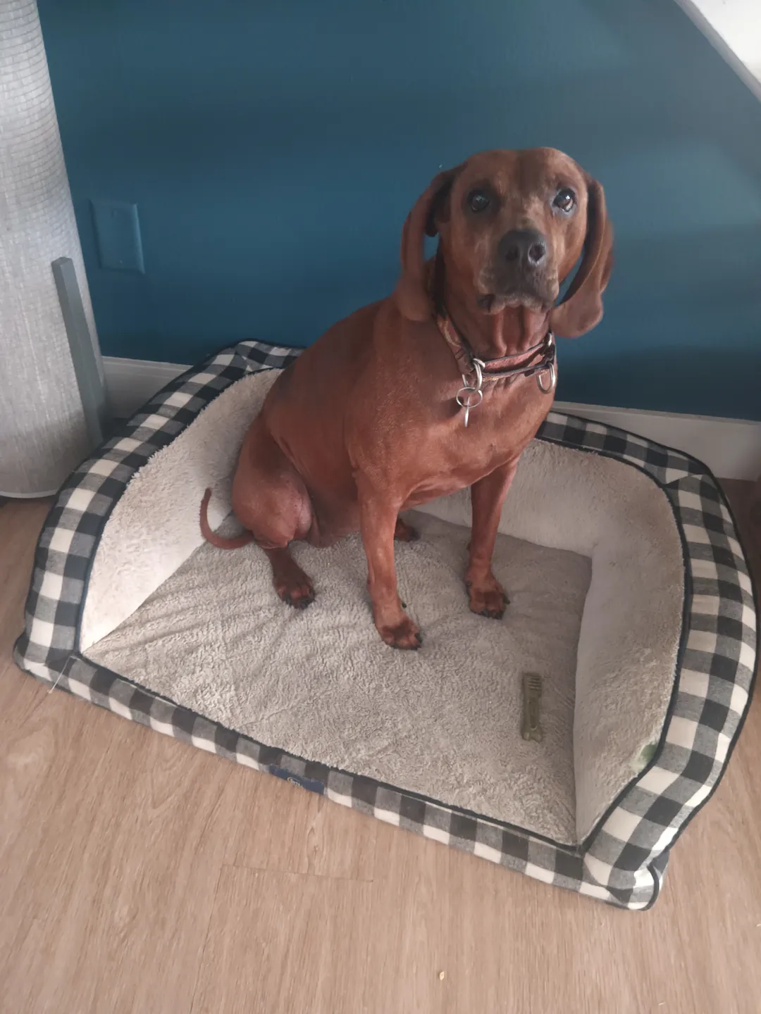 Reddish-brown dog sitting on a patterned cushion