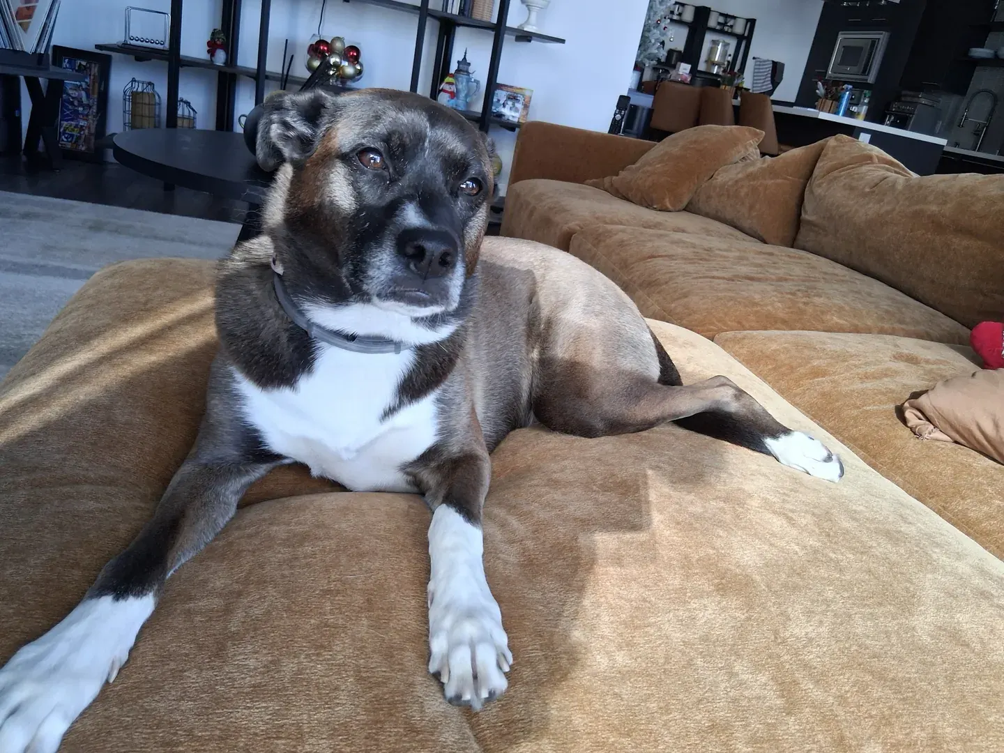 Brindle-and-white dog resting on a sofa