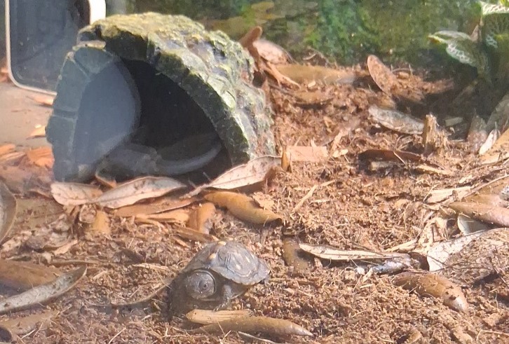Small turtles among leaf litter beside a shelter in their habitat